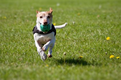 free-online-dog-training