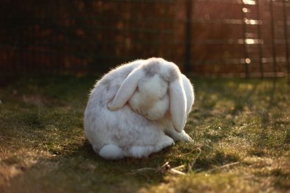 bunny-1